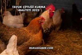 Tavuk Çiftliği Kurma Maliyeti 2025