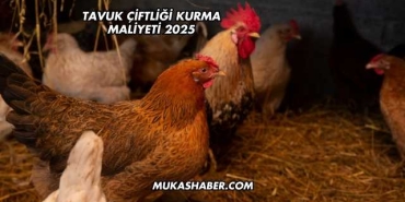 Tavuk Çiftliği Kurma Maliyeti 2025