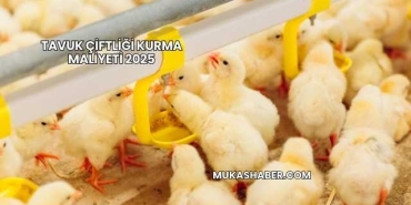 Tavuk Çiftliği Kurma Maliyeti 2025