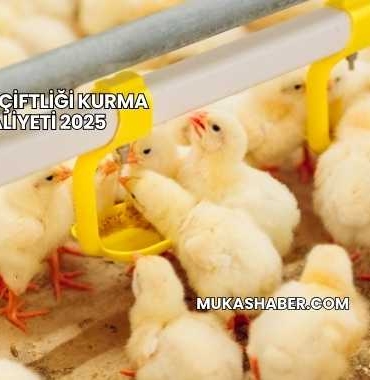 Tavuk Çiftliği Kurma Maliyeti 2025