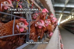 Tavuk Çiftliği Kurma Maliyeti 2025