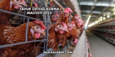 Tavuk Çiftliği Kurma Maliyeti 2025