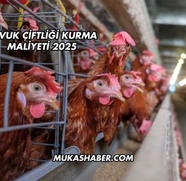 Tavuk Çiftliği Kurma Maliyeti 2025