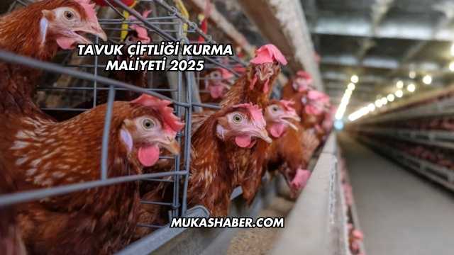 Tavuk Çiftliği Kurma Maliyeti 2025