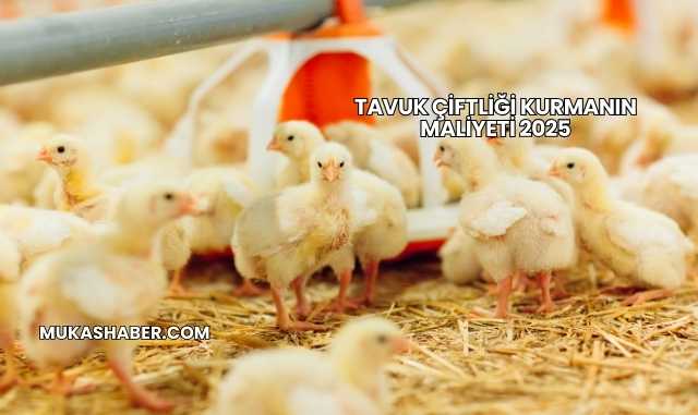 Tavuk Çiftliği Kurmanın Maliyeti 2025