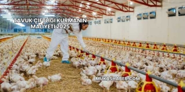 Tavuk Çiftliği Kurmanın Maliyeti 2025