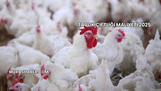 Tavuk Çiftliği Maliyeti 2025
