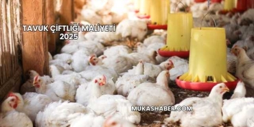 Tavuk Çiftliği Maliyeti 2025