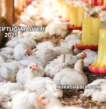 Tavuk Çiftliği Maliyeti 2025