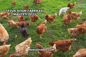 Tavuk Kesim Fabrikası Maliyeti 2025