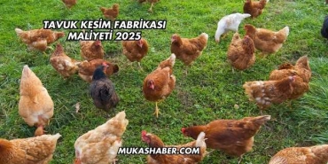 Tavuk Kesim Fabrikası Maliyeti 2025