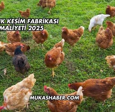 Tavuk Kesim Fabrikası Maliyeti 2025