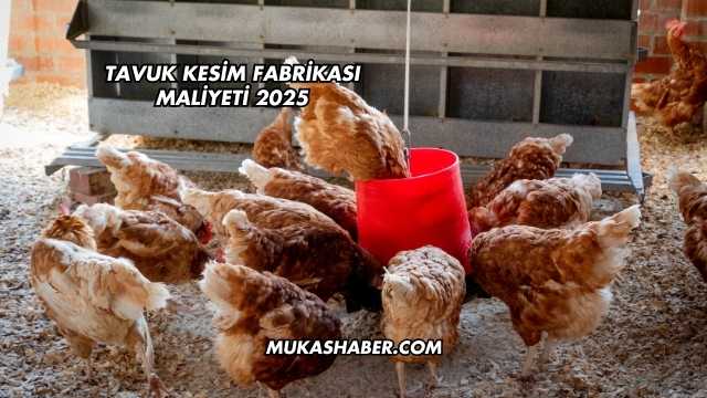 Tavuk Kesim Fabrikası Maliyeti 2025