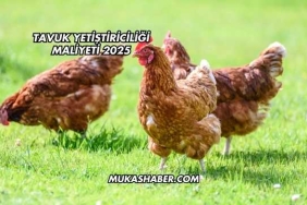Tavuk Yetiştiriciliği Maliyeti 2025