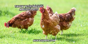 Tavuk Yetiştiriciliği Maliyeti 2025