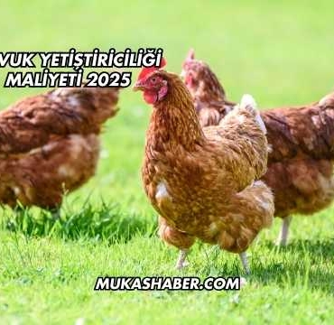 Tavuk Yetiştiriciliği Maliyeti 2025