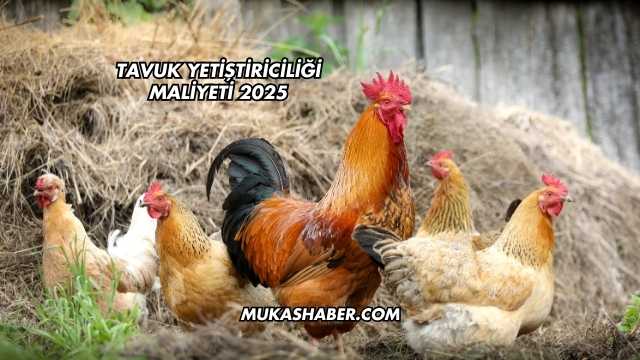 Tavuk Yetiştiriciliği Maliyeti 2025