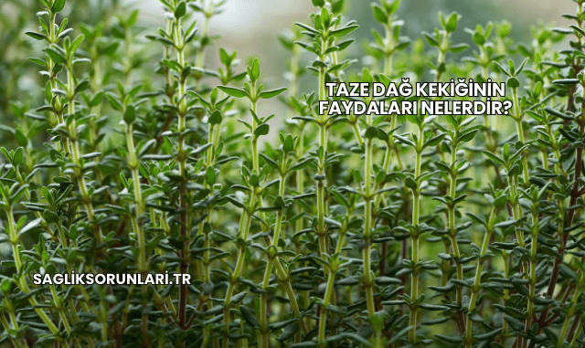 Taze Dağ Kekiğinin Faydaları Nelerdir?