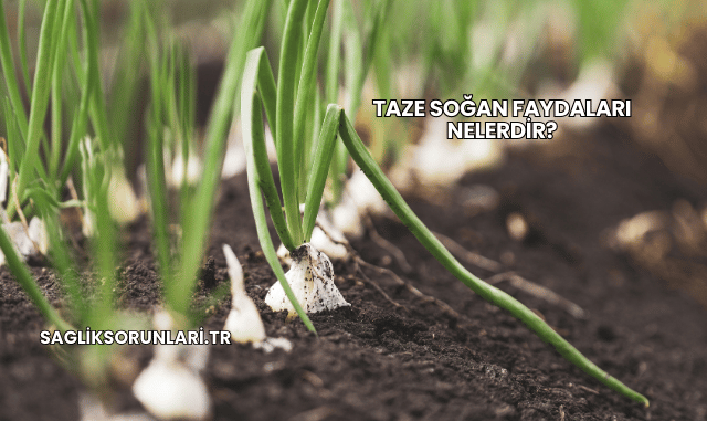 Taze Soğan Faydaları Nelerdir?