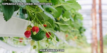 Topraksız Çilek Serası Maliyeti 2025