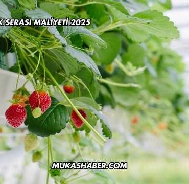 Topraksız Çilek Serası Maliyeti 2025