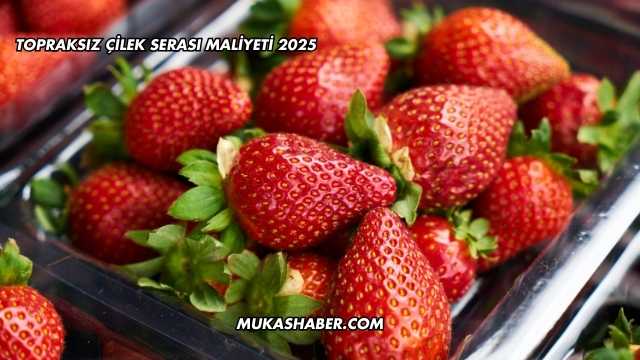 Topraksız Çilek Serası Maliyeti 2025
