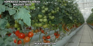 Topraksız Domates Serası Maliyeti 2025