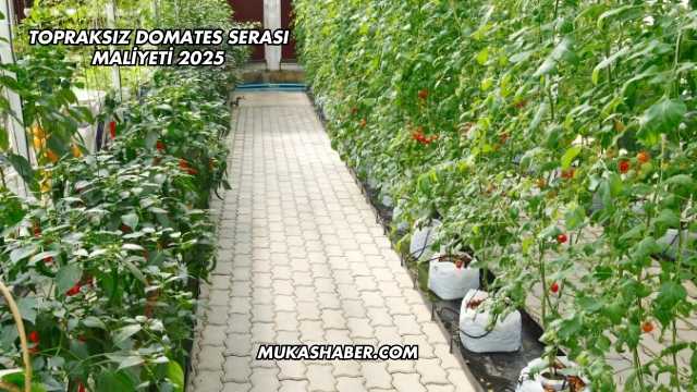 Topraksız Domates Serası Maliyeti 2025
