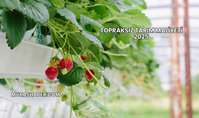 Topraksız Tarım Maliyeti 2025