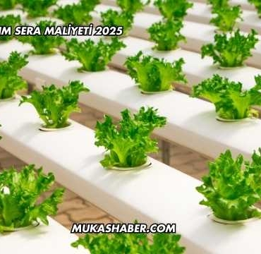 Topraksız Tarım Sera Maliyeti 2025