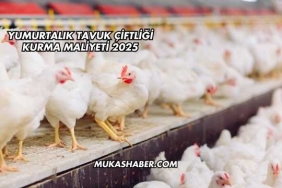 Yumurtalık Tavuk Çiftliği Kurma Maliyeti 2025