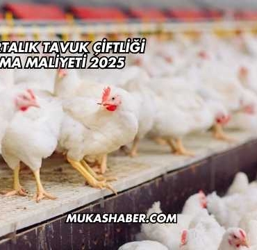 Yumurtalık Tavuk Çiftliği Kurma Maliyeti 2025