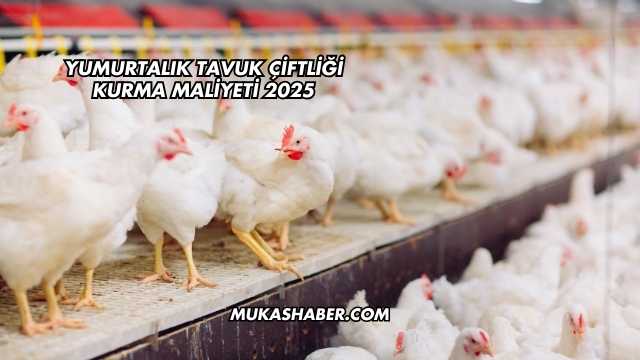 Yumurtalık Tavuk Çiftliği Kurma Maliyeti 2025