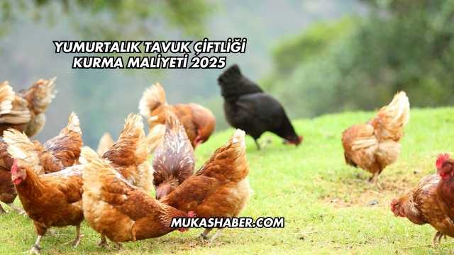 Yumurtalık Tavuk Çiftliği Kurma Maliyeti 2025