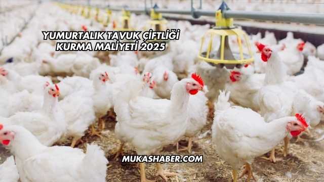 Yumurtalık Tavuk Çiftliği Kurma Maliyeti 2025