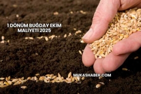 1 Dönüm Buğday Ekim Maliyeti 2025