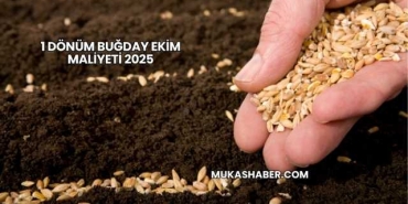 1 Dönüm Buğday Ekim Maliyeti 2025