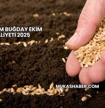 1 Dönüm Buğday Ekim Maliyeti 2025