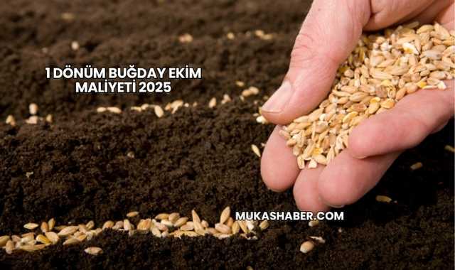 1 Dönüm Buğday Ekim Maliyeti 2025