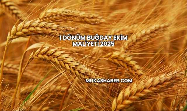 1 Dönüm Buğday Ekim Maliyeti 2025