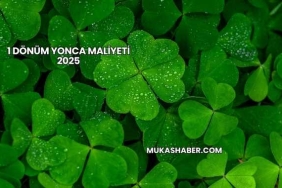 1 Dönüm Yonca Maliyeti 2025