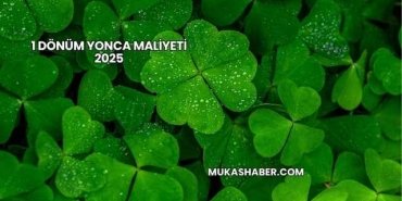 1 Dönüm Yonca Maliyeti 2025