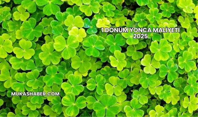 1 Dönüm Yonca Maliyeti 2025