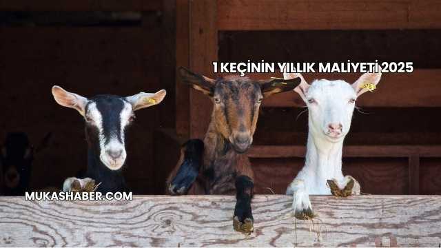 1 Keçinin Yıllık Maliyeti 2025