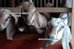 1 Keçinin Yıllık Maliyeti 2025