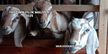 1 Keçinin Yıllık Maliyeti 2025