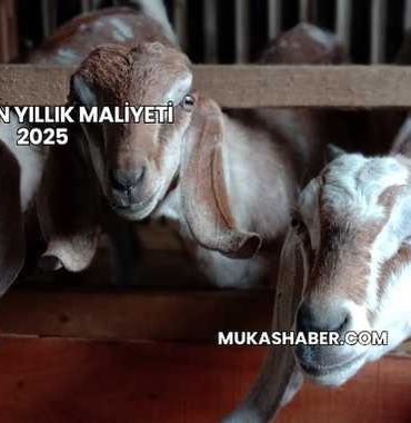 1 Keçinin Yıllık Maliyeti 2025