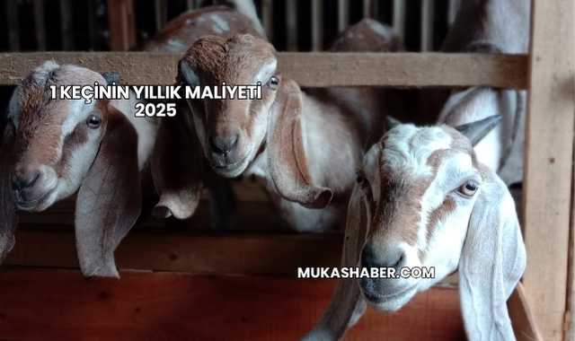 1 Keçinin Yıllık Maliyeti 2025