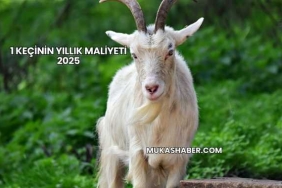 1 Keçinin Yıllık Maliyeti 2025