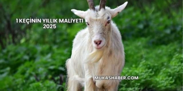 1 Keçinin Yıllık Maliyeti 2025